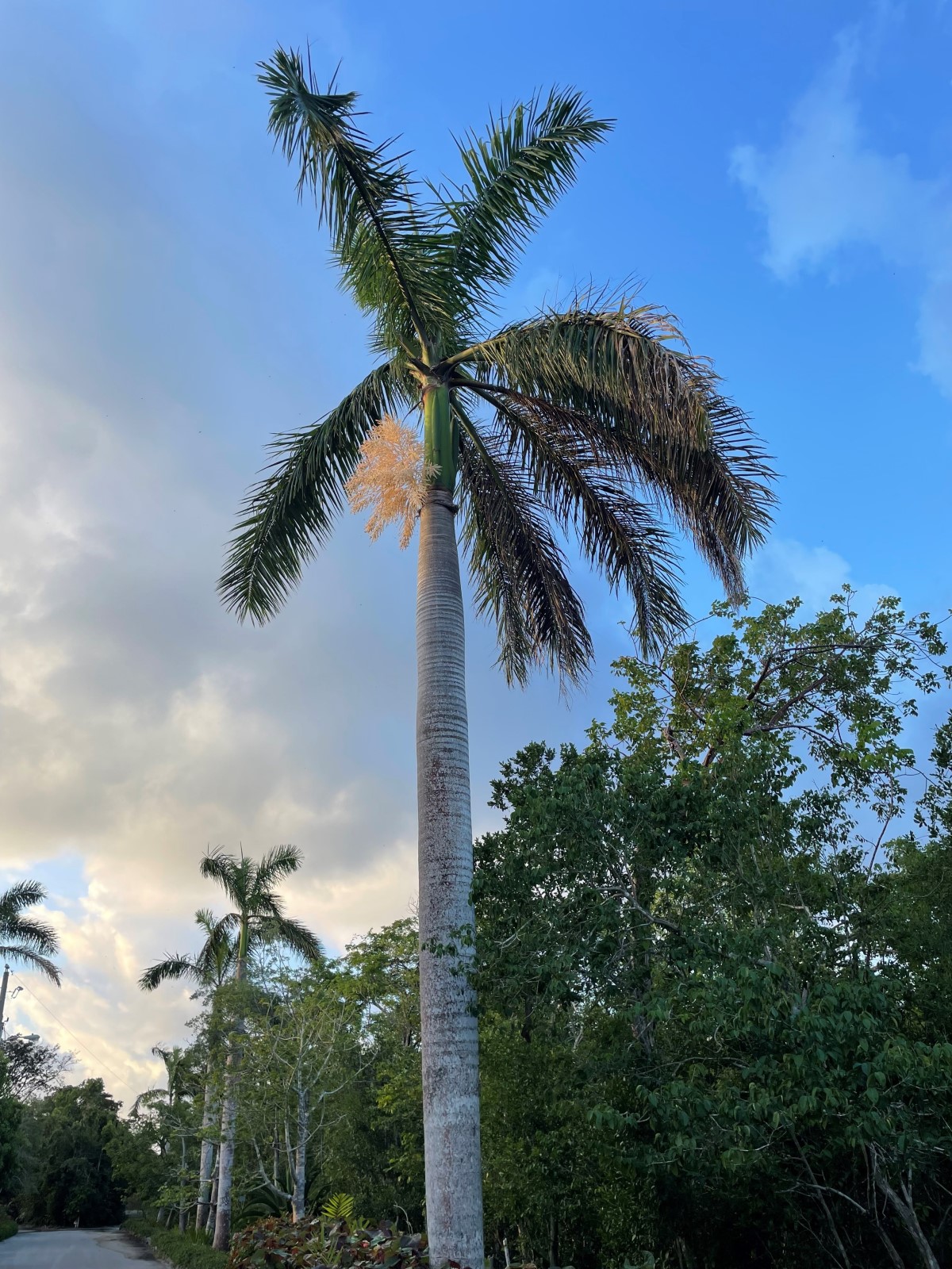 Image of a tall Royal Palm tree as part of the national tree planting (NTP) initiative led by the Cayman Islands Government under the Ministry of sustainability climate resiliency and wellness (MSCRW)